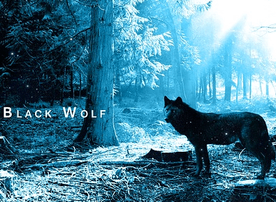 avason cz black wolf